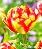 Showbox 10-cio Komorowy Tulipa - Tulipan Pełny I Tulipan Liliokształtny 250 Szt.