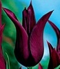 Showbox 10-cio Komorowy Tulipa - Tulipan Pełny I Tulipan Liliokształtny 250 Szt.