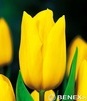 Showbox 10-cio Komorowy Tulipa - Tulipan Na Kwiaty Cięte I Triumph 250 Szt.