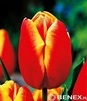 Showbox 10-cio Komorowy Tulipa - Tulipan Na Kwiaty Cięte I Triumph 250 Szt.