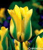 Showbox 10-cio Komorowy Tulipa - Tulipan Virindiflora  11/12  250 Szt.