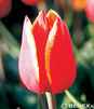 Showbox 10-cio Komorowy Tulipa - Tulipan Gigantyczny 250 Szt.