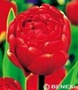 Showbox 10-cio Komorowy Tulipa - Tulipan Pełny I Tulipan Promocyjny 11/12 250 Sz