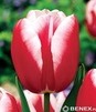 Showbox 10-cio Komorowy Tulipa - Tulipan Pełny I Tulipan Promocyjny 11/12 250 Sz