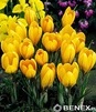 Showbox 10-cio Komorowy Crocus, Tulipa - Krokus Wielkokwiatowy I Tulipan Promocy