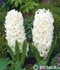 Showbox 10-cio Komorowy Hyacinthus, Crocus - Hiacynt Promocyjny I Krokus Wielkok