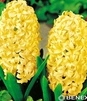Showbox 10-cio Komorowy Hyacinthus, Crocus - Hiacynt Promocyjny I Krokus Wielkok