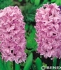 Showbox 10-cio Komorowy Hyacinthus, Tulipa - Hiacynt Promocyjny I Tulipan Promoc