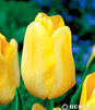Showbox 10-cio Komorowy Hyacinthus, Tulipa - Hiacynt Promocyjny I Tulipan Promoc