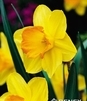 Showbox 10-cio Komorowy Narcissus, Hyacinthus - Narcyz Promocyjny I Hiacynt Prom