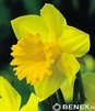 Showbox 10-cio Komorowy Narcissus, Crocus - Narcyz Promocyjny I Krokus Wielkokwi