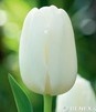 Showbox 10-cio Komorowy Narcissus, Tulipa - Narcyz Promocyjny, Tulipan Promocyjn