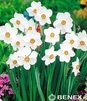 Showbox 10-cio Komorowy Tulipa, Narcissus - Tulipan Niski Fostera I Narcyz Botan