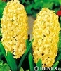 Showbox 10-cio Komorowy Hyacinthus, Tulipa - Hiacynt Promocyjny Xxl I Tulipan Pr