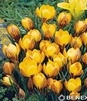 Showbox 10-cio Komorowy Crocus, Tulipa - Krokus Wiosenny I Tulipan Promocyjny 50
