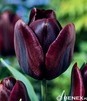 Showbox 10-cio Komorowy Crocus, Tulipa - Krokus Wiosenny I Tulipan Promocyjny 50
