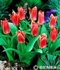 Showbox 10-cio Komorowy Tulipa - Tulipan Liliokształtny I Niski 250 Szt.