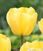 Showbox Połówkowy Tulipa - Tulipan Triumph "8"  11/12 125 Szt.