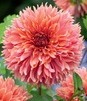 Showbox Dahlia - Dalia Strzępiasta "1" I Wybór 40 Szt.