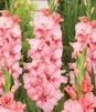 Showbox Gladiolus - Mieczyk Wielkokw. "9" 12/14  300 Szt.