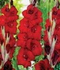 Showbox Gladiolus - Mieczyk "14" 12/14 300 Szt.