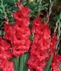 Showbox Gladiolus - Mieczyk "20" 12/14 300 Szt.