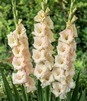 Showbox Gladiolus - Mieczyk "20" 12/14 300 Szt.