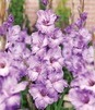 Showbox Gladiolus - Mieczyk "22" 12/14 300 Szt.