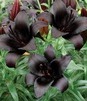 Showbox Lilium - Lilia Różne 16/18   100 Szt.