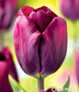 Showbox Tulipa - Tulipan  Gigantyczny  12/+ 250 Szt.