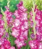 Showbox Połówkowy Gladiolus - Mieczyk "18" 12/14 150 Szt.