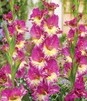 Showbox Połówkowy Gladiolus - Mieczyk "19" 12/14 150 Szt.