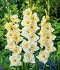 Showbox Połówkowy Gladiolus - Mieczyk "23" 12/14 150 Szt.