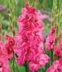 Showbox 10-cio Komorowy Gladiolus - Mieczyk Karbowany/Wielkokwiatowy 12/14 300 S