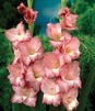 Showbox 10-Cio Komorowy Gladiolus - Mieczyk Wielkokwiatowy  "5" 12/14 300 Szt.