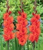 Showbox 10-Cio Komorowy Gladiolus - Mieczyk Wielkokwiatowy  "8" 12/14  300 Szt.