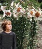 Showbox 10-Cio Komorowy Lilium - Lilia Drzewiasta  Ot Hybride  18/20 80 Szt.