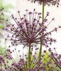 Showbox Allium - Czosnek Ozdobny "3" 12/14 88 Szt.
