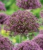 Showbox Allium - Czosnek Ozdobny "3" 12/14 88 Szt.