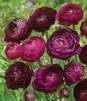 Showbox Ranunculus - Jaskier "2" 6/+  500 Szt.