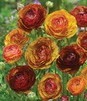 Showbox Ranunculus - Jaskier "2" 6/+  500 Szt.