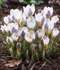 Showbox Crocus - Krokus Wiosenny Wielkokwiatowy  "9" 5/7 500 Szt.