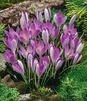 Showbox Crocus - Krokus Wiosenny Wielkokwiatowy  "9" 5/7 500 Szt.