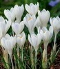 Showbox Crocus - Krokus Wiosenny Wielkokwiatowy  "9" 5/7 500 Szt.