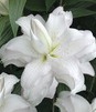 Showbox Lilium - Lilia Lotus Orientalna Pełna 16/18 50 Szt.