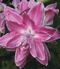 Showbox Lilium - Lilia Lotus Orientalna Pełna 16/18 50 Szt.