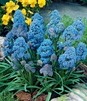 Showbox Muscari - Szafirek "4" 7/8 250 Szt.