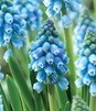 Showbox Muscari - Szafirek "4" 7/8 250 Szt.