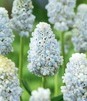 Showbox Muscari - Szafirek "4" 7/8 250 Szt.