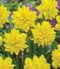 Showbox Narcissus - Narcyz Botaniczny "3" 300 Szt.
